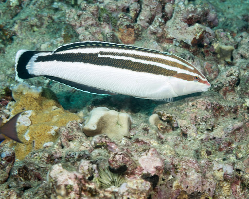 Yellowstripe Coris