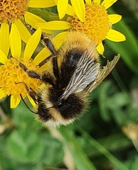 Bombus campestris