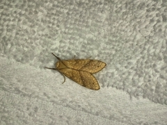 Lophocampa annulosa