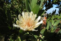 Protea mundii