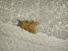Lophocampa annulosa