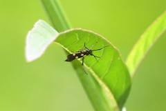 Eretmocera impactella