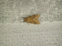 Lophocampa annulosa
