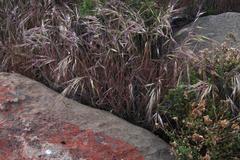 Bromus pectinatus