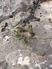 Asperula supina caespitans