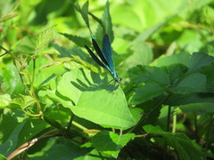 Calopteryx virgo