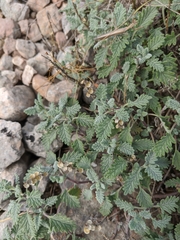 Scutellaria orientalis orientalis