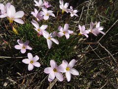 Oxalis polyphylla polyphylla