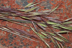 Bromus pectinatus