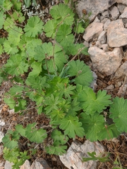 Geranium asphodeloides