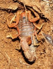 Parabuthus planicauda