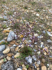 Limonium hyblaeum