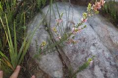 Indigofera sulcata
