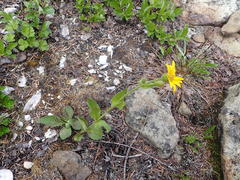 Arnica ovata