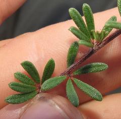 Indigofera sulcata