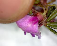 Indigofera sulcata