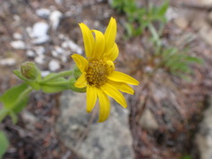 Arnica ovata