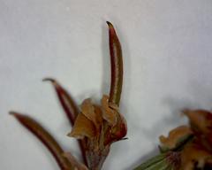 Indigofera sulcata