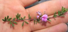 Indigofera sulcata