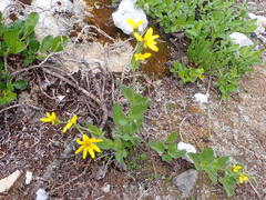 Arnica ovata