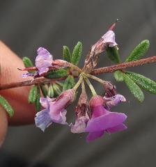 Indigofera sulcata