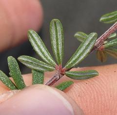 Indigofera sulcata
