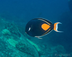 Acanthurus achilles