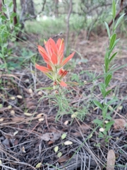 Castilleja stenophylla