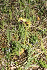 Ophrys vasconica