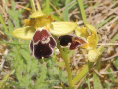 Ophrys vasconica