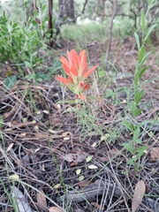 Castilleja stenophylla