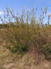 Leucadendron corymbosum