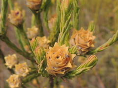 Leucadendron corymbosum