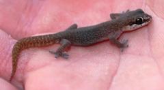 Pachydactylus geitje