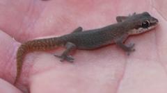 Pachydactylus geitje