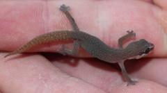 Pachydactylus geitje