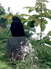 Turdus merula