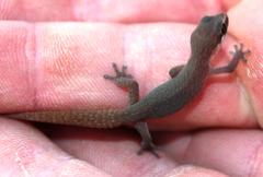 Pachydactylus geitje