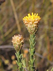 Marasmodes undulata