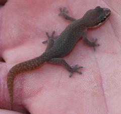 Pachydactylus geitje