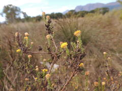 Marasmodes undulata