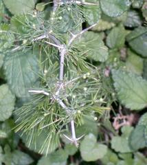 Asparagus lignosus