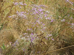 Limonium bungei