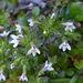 Euphrasia zelandica - Photo (c) Shirley Kerr, μερικά δικαιώματα διατηρούνται (CC BY-NC), uploaded by Shirley Kerr
