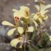 Lonehair Storksbill - Photo (c) Tony Rebelo, some rights reserved (CC BY-SA), uploaded by Tony Rebelo