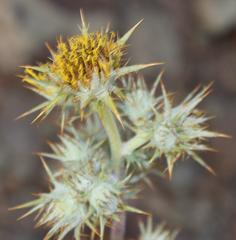 Berkheya carlinifolia
