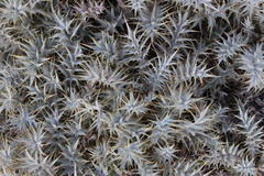 Berkheya carlinifolia