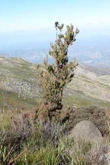 Leucadendron loeriense