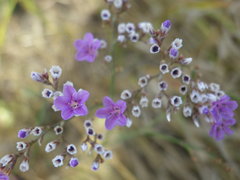 Limonium bungei