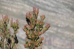 Leucadendron loeriense